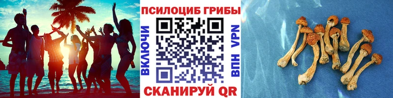 где продают наркотики  Новороссийск  Псилоцибиновые грибы прущие грибы 